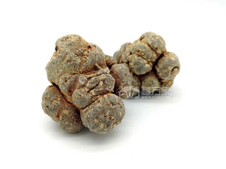 三七哪種頭數(shù)好？60頭好還是20頭好？