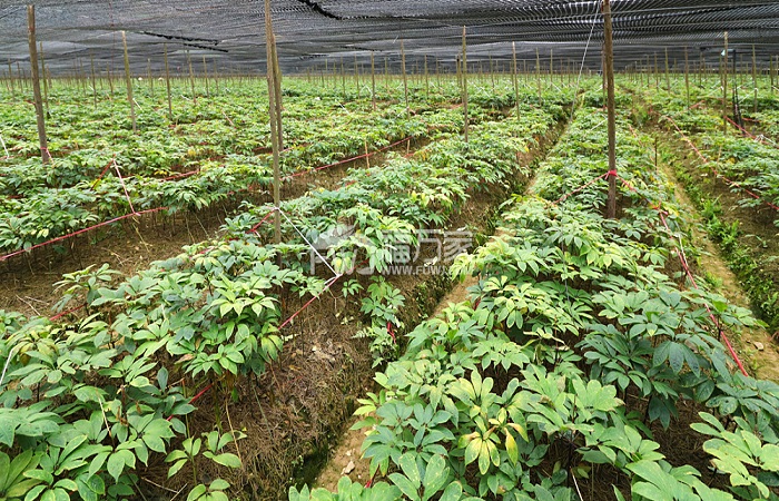 三七草本植物